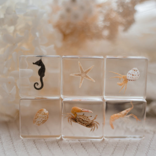 Ocean Explorer Specimen Set: