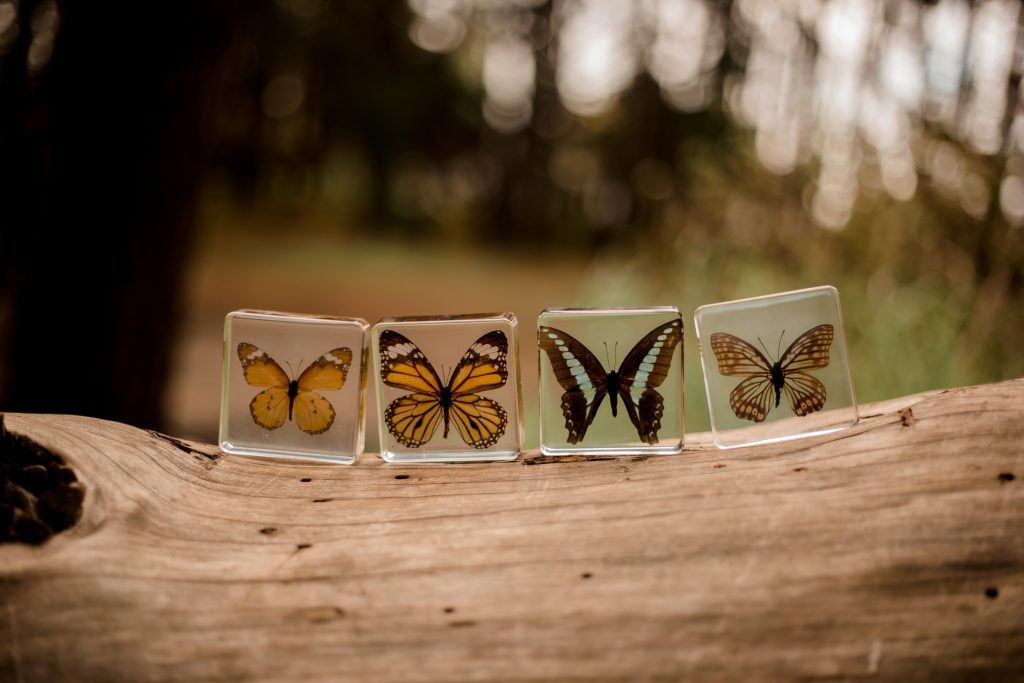 Butterfly Specimen Set of 4