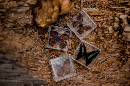 Butterfly Specimen Set of 4