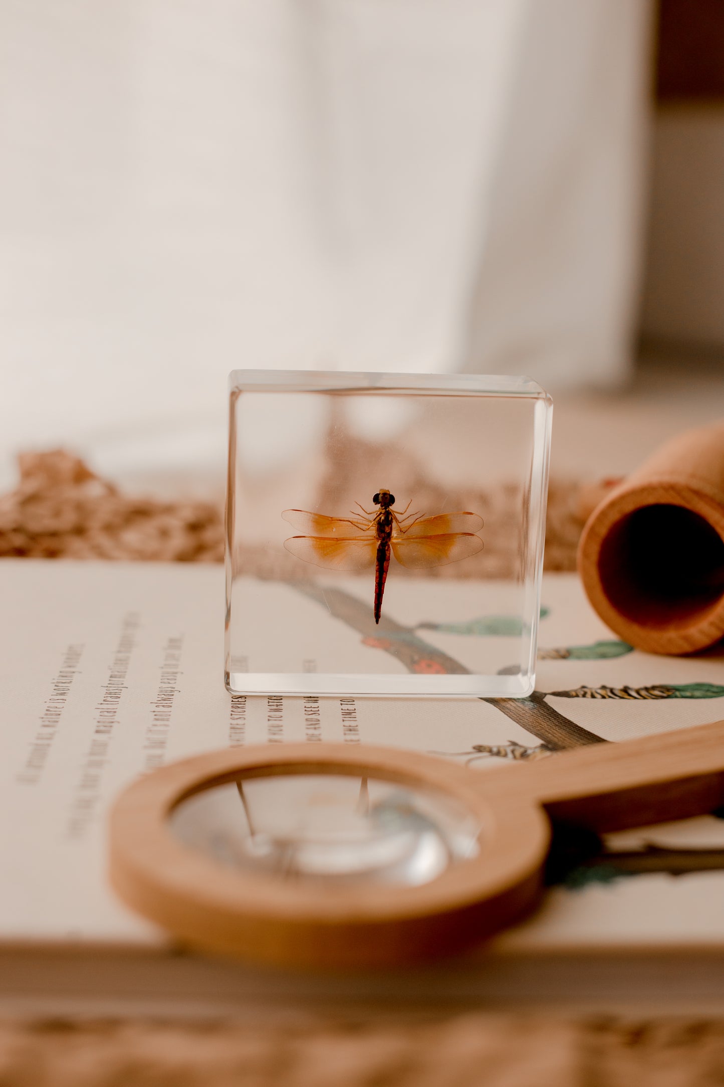 Dragonfly Specimen