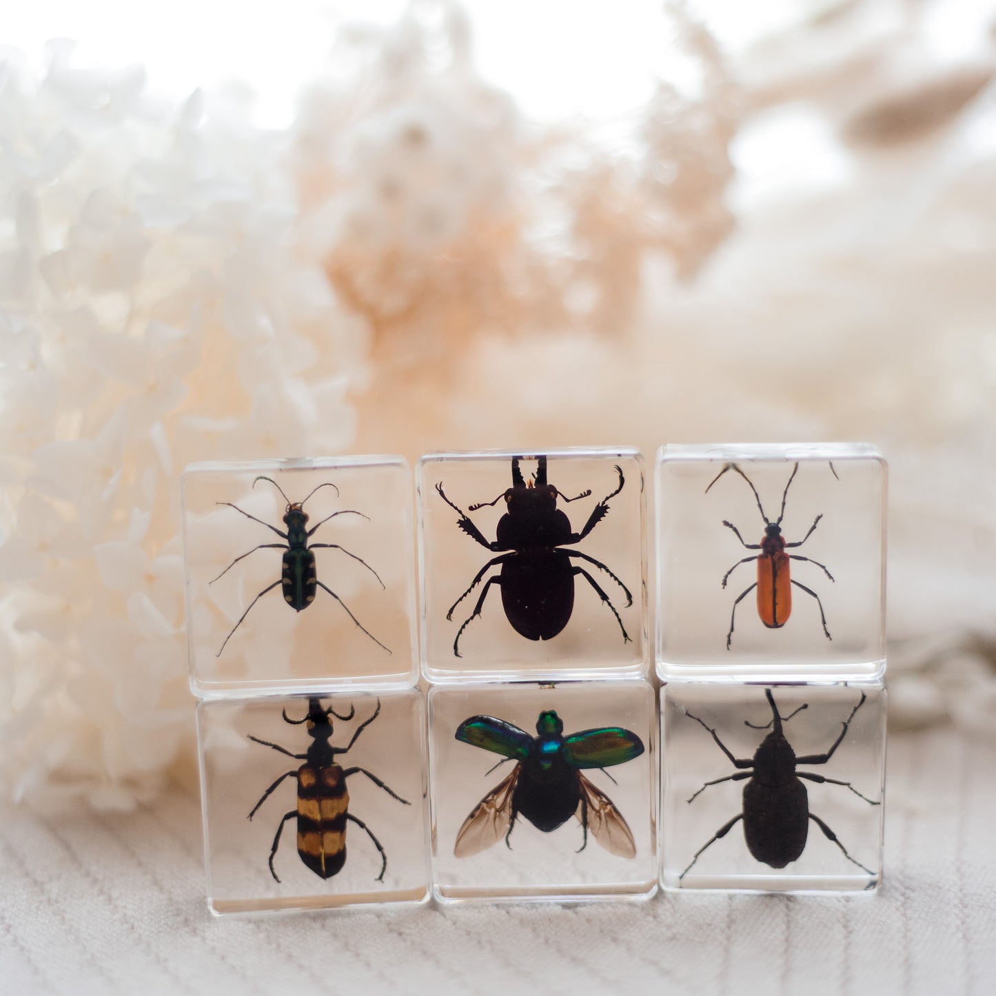 Brilliant Bugs Specimen Set