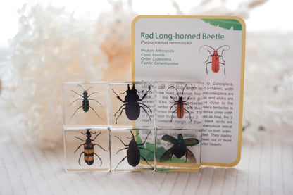 Brilliant Bugs Specimen Set