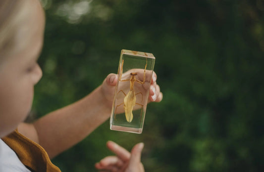 Praying Mantis Specimen