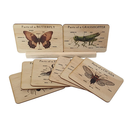 Bug Anatomy Card Set of 8